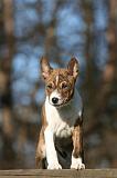 BASENJI 130